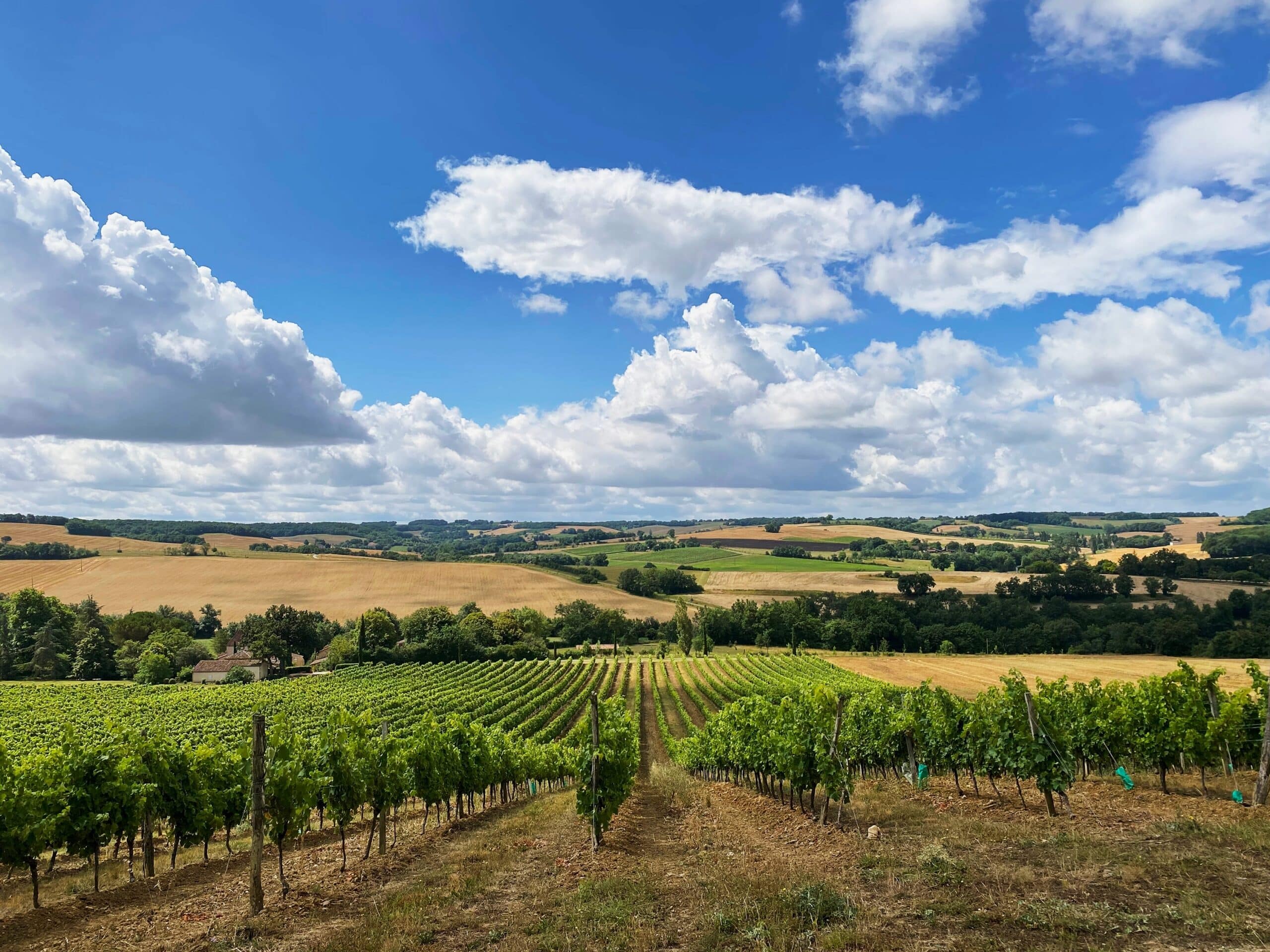 Grape,Fields,In,France,Grown,According,To,Organic,Farming