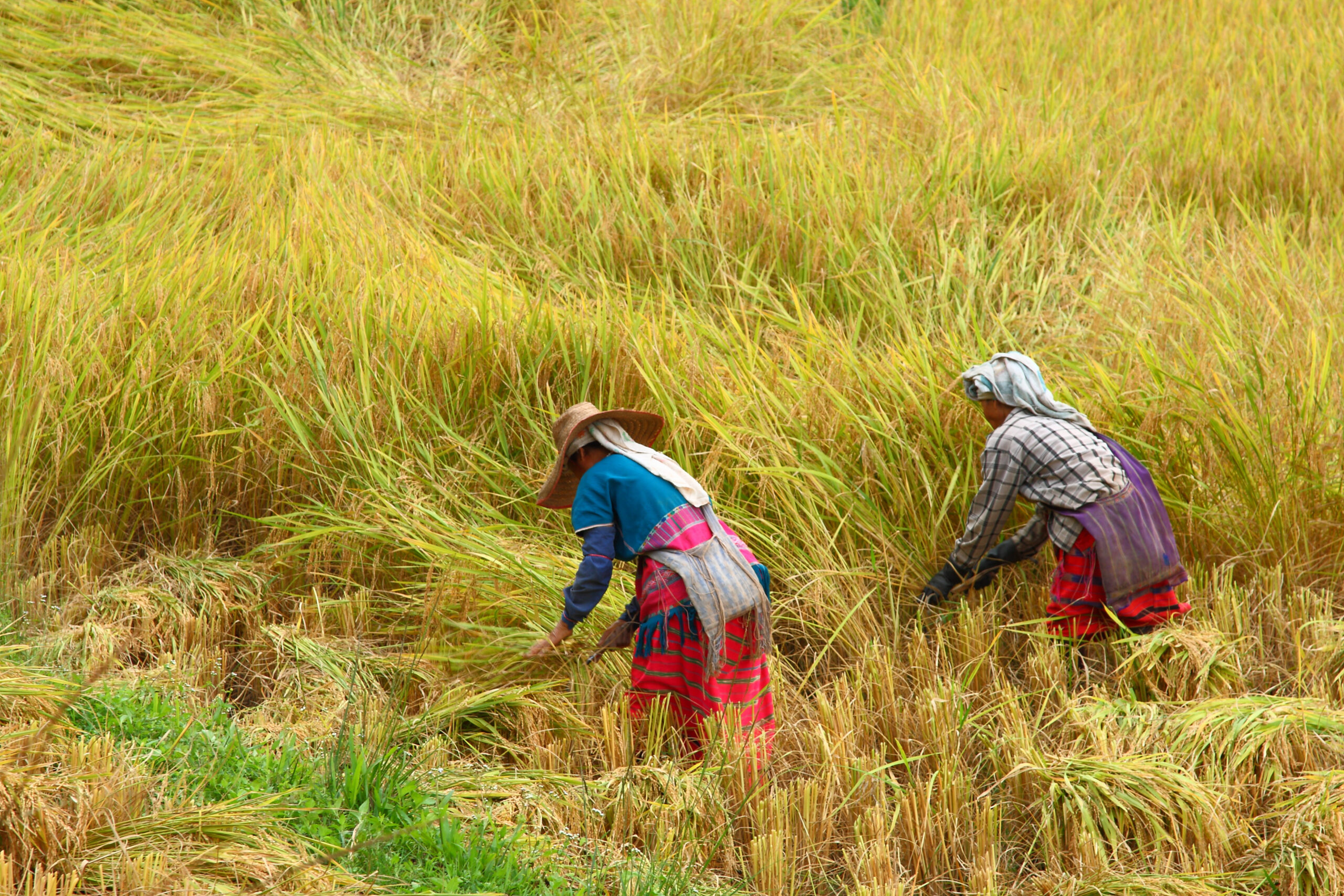 the pgazkoenyau hilltribes are helping harvest the rice in the paddy field